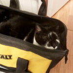Mushu in empty tool bag